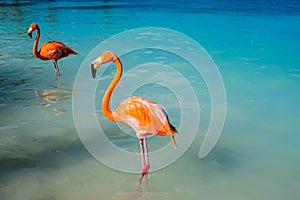 Pink flamingo walking on the beach in Aruba island, Caribbean sea, Renaissance Island