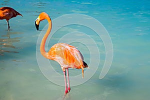 Pink flamingo walking on the beach in Aruba island, Caribbean sea, Renaissance Island