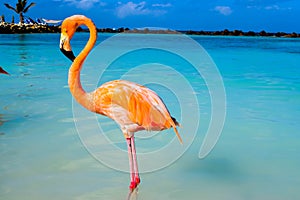 Pink flamingo walking on the beach in Aruba island, Caribbean sea, Renaissance Island