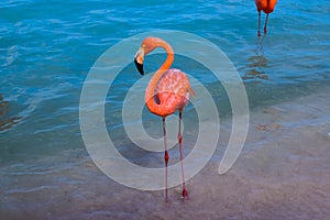 Pink flamingo walking on the beach in Aruba island, Caribbean sea, Renaissance Island