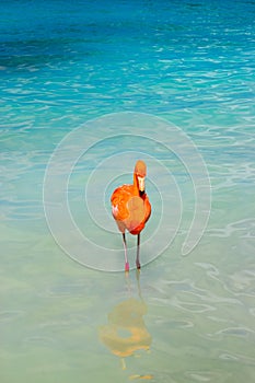 Pink flamingo walking on the beach in Aruba island, Caribbean sea, Renaissance Island