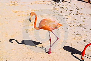 Pink flamingo walking on the beach in Aruba island, Caribbean sea, Renaissance Island