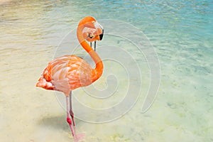 Pink flamingo walking on the beach in Aruba island, Caribbean sea, Renaissance Island