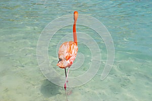 Pink flamingo walking on the beach in Aruba island, Caribbean sea, Renaissance Island