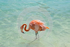 Pink flamingo walking on the beach in Aruba island, Caribbean sea, Renaissance Island