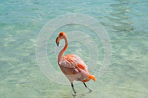 Pink flamingo walking on the beach in Aruba island, Caribbean sea, Renaissance Island