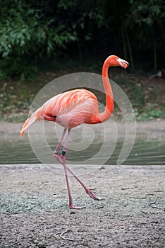 Pink flamingo walking in border water at the zoo