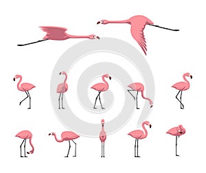 Pink Flamingo Walking Flying Various Poses Cartoon Cute Vector Illustration