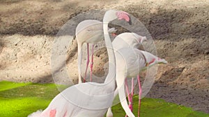 Pink Flamingo Walking in Lake Water with Green Algae and Looking for Food