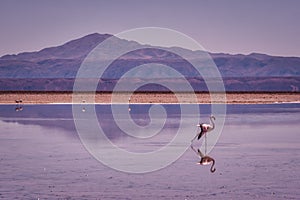 Pink flamingo walking through shallow water