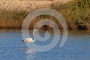 Pink flamingo walking through the water