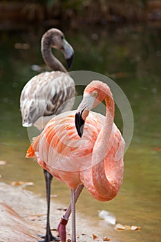 Pink flamingo walking by the water