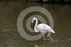 Pink flamingo walking on a water lake pond in La camargue