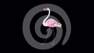 Pink Flamingo walks 4K alpha matte