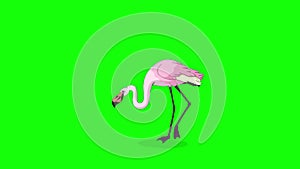 Pink Flamingo walks 4K chroma key