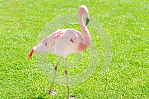 A pink flamingo walks across a green lawn. Perfect shot for ornithology and migrations