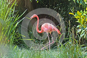 A pink flamingo walks against a background of bright greenery.