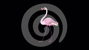 Pink Flamingo walks HD alpha matte