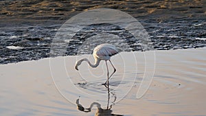 Pink Flamingo Walks In Pond And Catches Crustaceans And Fish With Its Beak