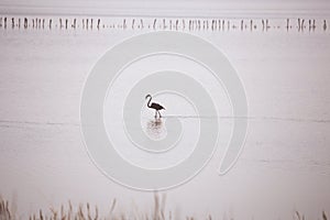 pink flamingo walks undisturbed in the waters of the delta in the middle of nature photo