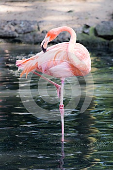 Pink Flamingo in the water