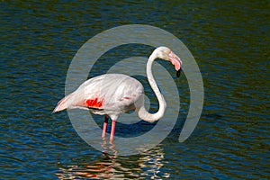 Pink flamingo water bird provence france