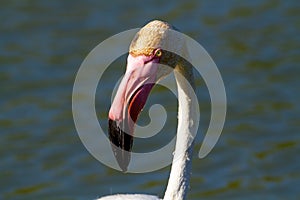 Pink flamingo water bird provence france