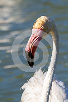 Pink flamingo water bird provence france