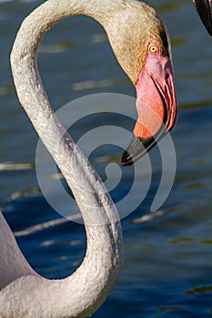 Pink flamingo water bird provence france