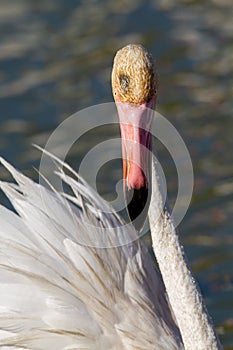 Pink flamingo water bird provence france