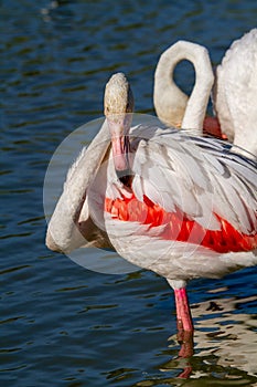 Pink flamingo water bird provence france