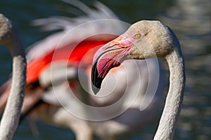 Pink flamingo water bird provence france