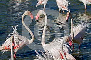 Pink flamingo water bird provence france