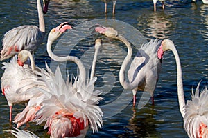 Pink flamingo water bird provence france