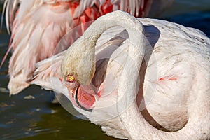 Pink flamingo water bird provence france