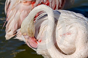 Pink flamingo water bird provence france