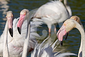 Pink flamingo water bird provence france