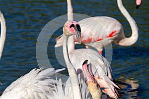 Pink flamingo water bird provence france