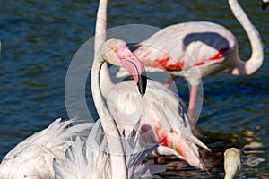 Pink flamingo water bird provence france