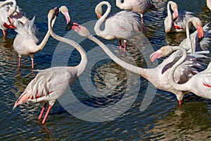 Pink flamingo water bird provence france