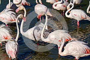 Pink flamingo water bird provence france