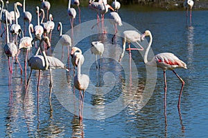 Pink flamingo water bird provence france