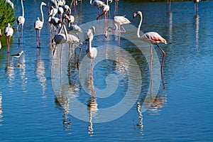 Pink flamingo water bird provence france