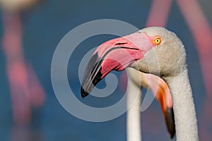 Pink flamingo water bird provence france