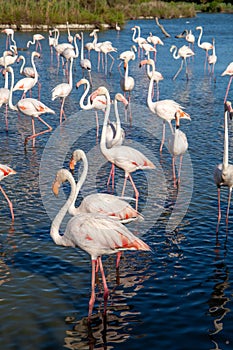 Pink flamingo water bird provence france