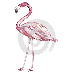 Pink flamingo watercolor illustration isolated on white background.