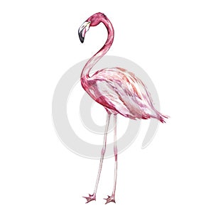 Pink flamingo watercolor illustration isolated on white background.