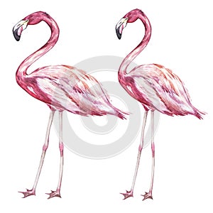 Pink flamingo watercolor illustration isolated on white background.