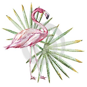 Pink flamingo watercolor illustration isolated on white background. Hand drawn sketch with palm leaf.