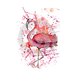Pink flamingo, watercolor splashes, colorful paint drops. Beautiful vector illustration isolated on white background.Tropical bird photo